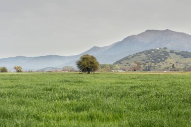 Dağ çayır (Yunanistan görünümünü)