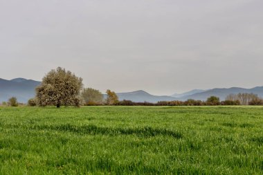 Dağ çayır (Yunanistan görünümünü)