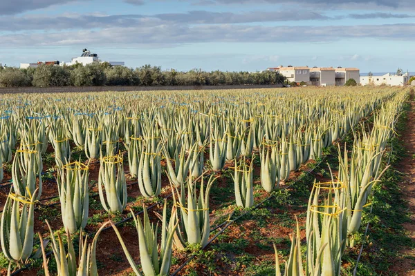 Tarım. Satır alanında faydalı bitki Aloe Vera ile açık alanda büyümek. 