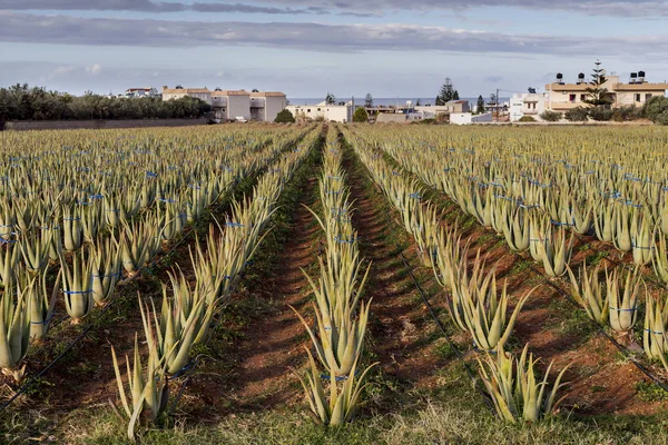 Rolnictwa Wierszy Polu Pożytecznych Roślin Aloe Vera Rozwijać Otwartym Terenie — Zdjęcie stockowe