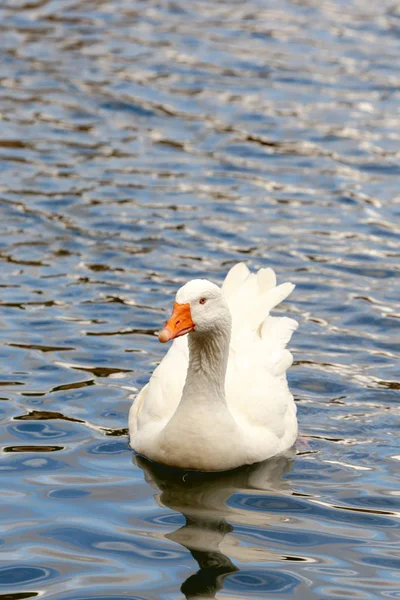 Hausvogel Schweben Teich Weiße Gans Einem Sonnigen Tag Nahaufnahme — Stockfoto