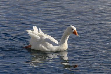 Evcil kuş. Güneşli bir günde havuzda yüzen beyaz kaz yakın çekim.