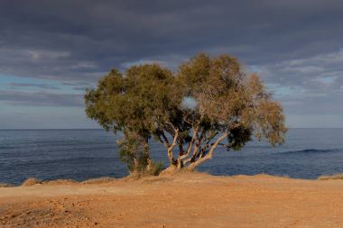 Yalnız ağaç deniz güneşli bir akşam (Yunanistan, ada Crete yakınındaki plajda)