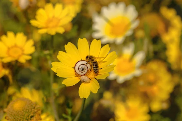 Two Snails Sit One Bee Collects Nectar Yellow Flower Sunny — Stock Photo, Image