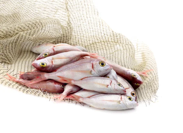Beyaz bir arka plan üzerinde taze balık (Pagellus erythrinus) — Stok fotoğraf