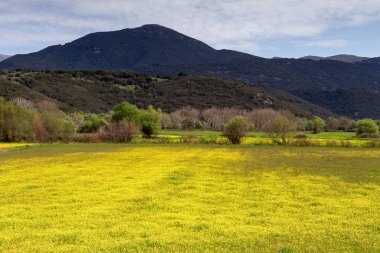 Bahar dağ çayır (Yunanistan)