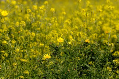 Arka plan. Bir çayır çimen büyür