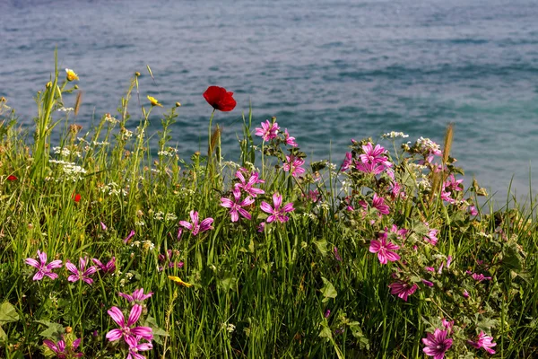 Antecedentes Hierba crece y flores silvestres contra el mar — Foto de Stock