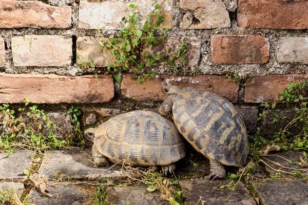 Twee schildpadden close-up — Stockfoto