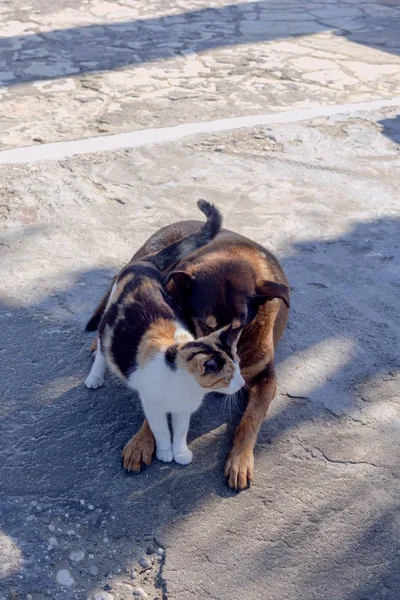 Amizade de um gato e um cão — Fotografia de Stock