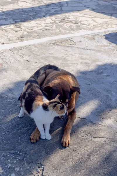 Přátelství je kočka a pes — Stock fotografie