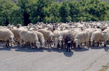 Koyunu (Ovis koç) mantar bir dağ yolda kurdu.