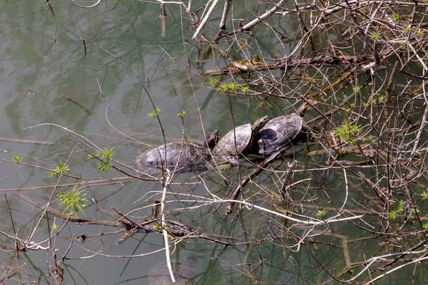 The three turtles (Trachemys scripta) sit on a branch