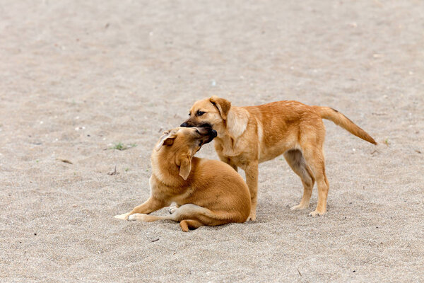 Two young dog's-brother playing on sand