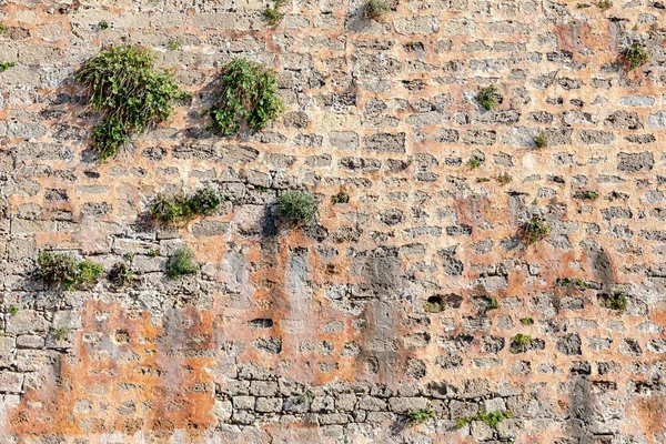 Το παλιό μπεζ πετρώδες τείχος παρασκήνιο με φυτά — Φωτογραφία Αρχείου