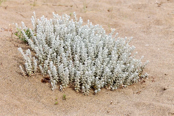 La planta poco estudiada (Otanthus maritimus ) — Foto de Stock