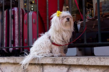 Beyaz, güzel, kaldırıma yakın-u üzerinde kabarık kucak-köpek oturur