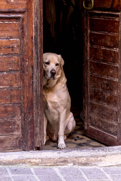 An adult, beige, large dog sits behind the door on the doorstep and guards her