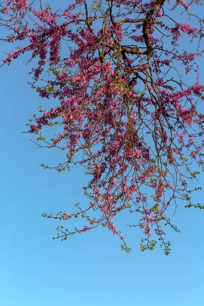 Tree Cercis Siliquastrum Pink Flowers Blooming Blue Sky Spring Sunny — Stock Photo, Image