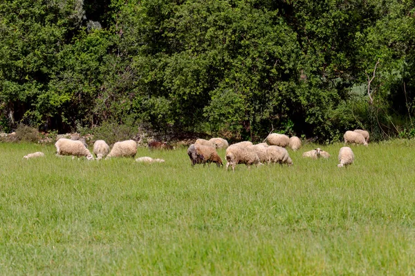 Stado Owiec Pasące Się Łące Górskiej Zielonej Trawy Słoneczny Wiosenny — Zdjęcie stockowe
