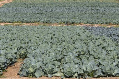 Bahçe yataklarında lahana yetiştiriyorlar.