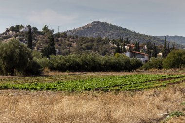 Alanında büyüyen marul