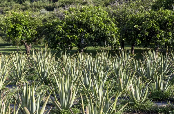 Sisal plantation - Stock Image - C026/2702 - Science Photo Library