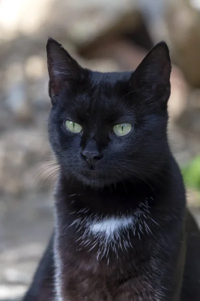 Katzen. die eine schwarze Katze aus nächster Nähe. — Stockfoto