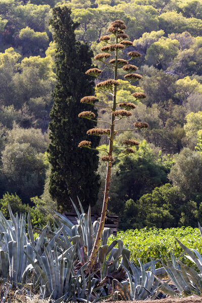Агава (Agave americana) растет крупным планом
