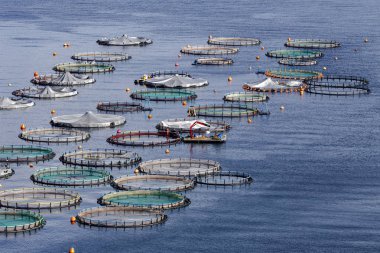 Açık denizde balık gölet görünümünü büyüyen balık.