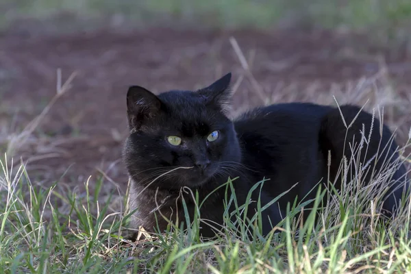 猫。一匹の黒猫の密室. — ストック写真