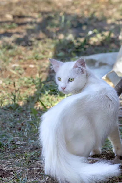 Kedi. Tek beyaz kedi yavrusu yakın çekim. — Stok fotoğraf