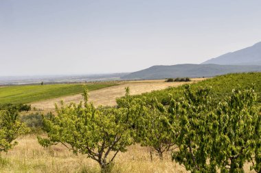 Yazın büyüyen kiraz ağaçları güneşli bir günde (Teselya, Yunanistan)