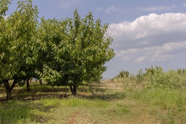 Yazın büyüyen kiraz ağaçları güneşli bir günde (Teselya, Yunanistan)