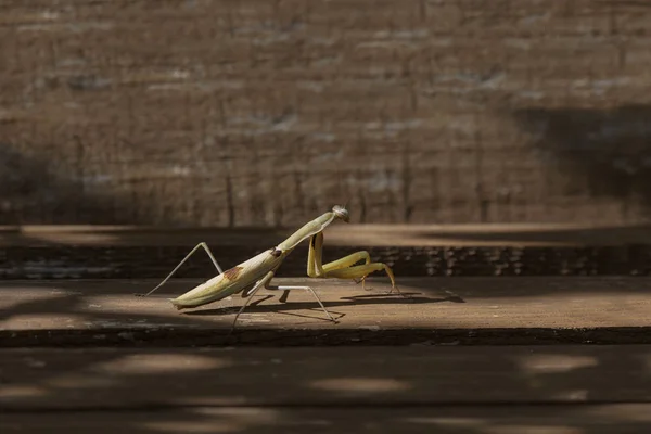 Gottesanbeterin (mantis religiosa) sitzt auf einem Baum in der Nähe — Stockfoto