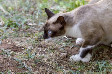 Bir taş duvar yakın çekim üzerinde üç renkli kedi