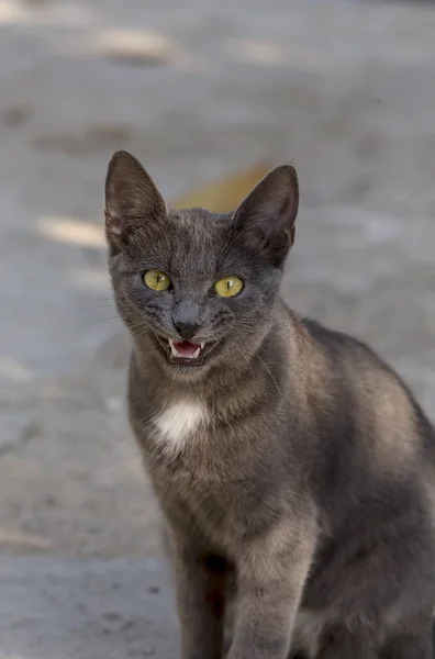 Gray kitten with green eyes close-up — Stock Photo, Image