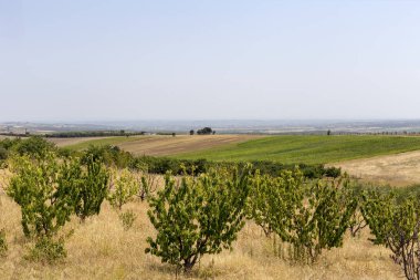 Yazın büyüyen kiraz ağaçları güneşli bir günde (Teselya, Yunanistan)
