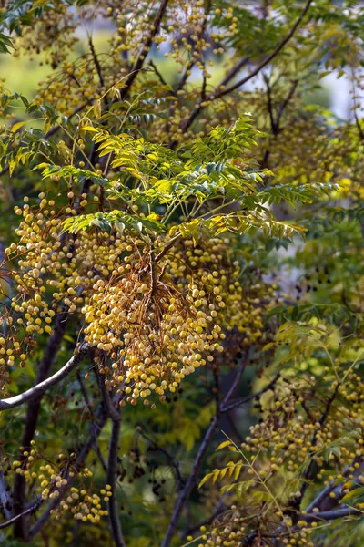 Гілка рослини (Мелія азедарак) з фруктами крупним планом — стокове фото