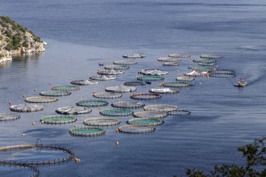 Açık denizde balık gölet görünümünü büyüyen balık.
