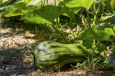 Büyük, yeşil balkabağı bir yatakta yakın çekim olgunlaşır
