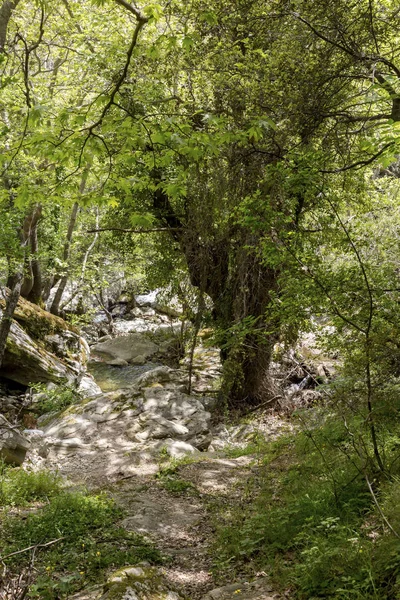 Piccolo fiume di montagna nella foresta in una giornata di sole (Grecia, isola di Andros, Cicladi ) — Foto Stock
