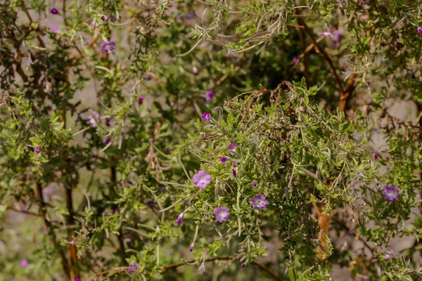 La planta (Epilobium Hirsutum) con flores rosadas creciendo en natu — Foto de Stock