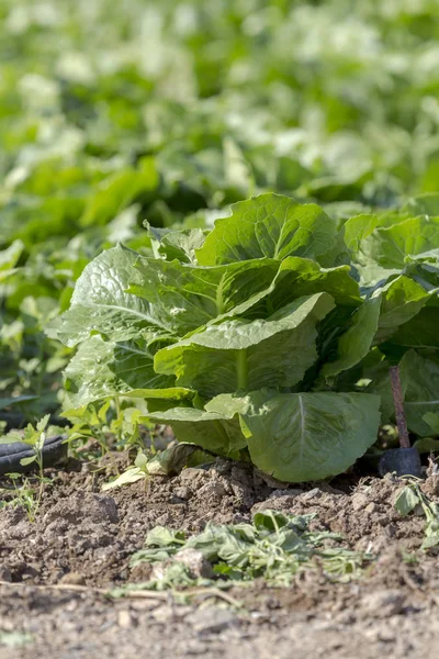 The lettuce growing in the field