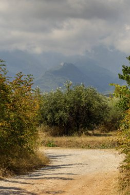 Doğal yaşam alanındaki çalılıklar (Paliurus spina-christi)