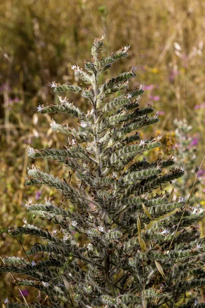 Roślina (Echium vulgare) rośnie w górskim zbliżeniu łąki — Zdjęcie stockowe