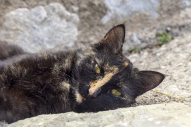 Yeşil gözlü üç renkli kedi yakın çekim