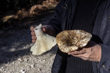 Erkek ellerinde iki büyük mantar (Lactarius resimus)