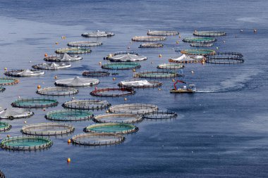 Açık denizde balık gölet görünümünü büyüyen balık.