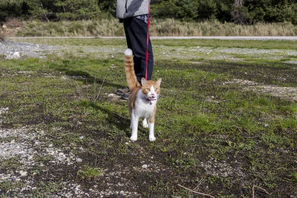 White-red, a domestic cat on a walk — Stock Photo, Image